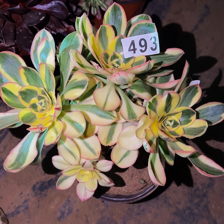 493燕姿超白多肉植物处理不售后