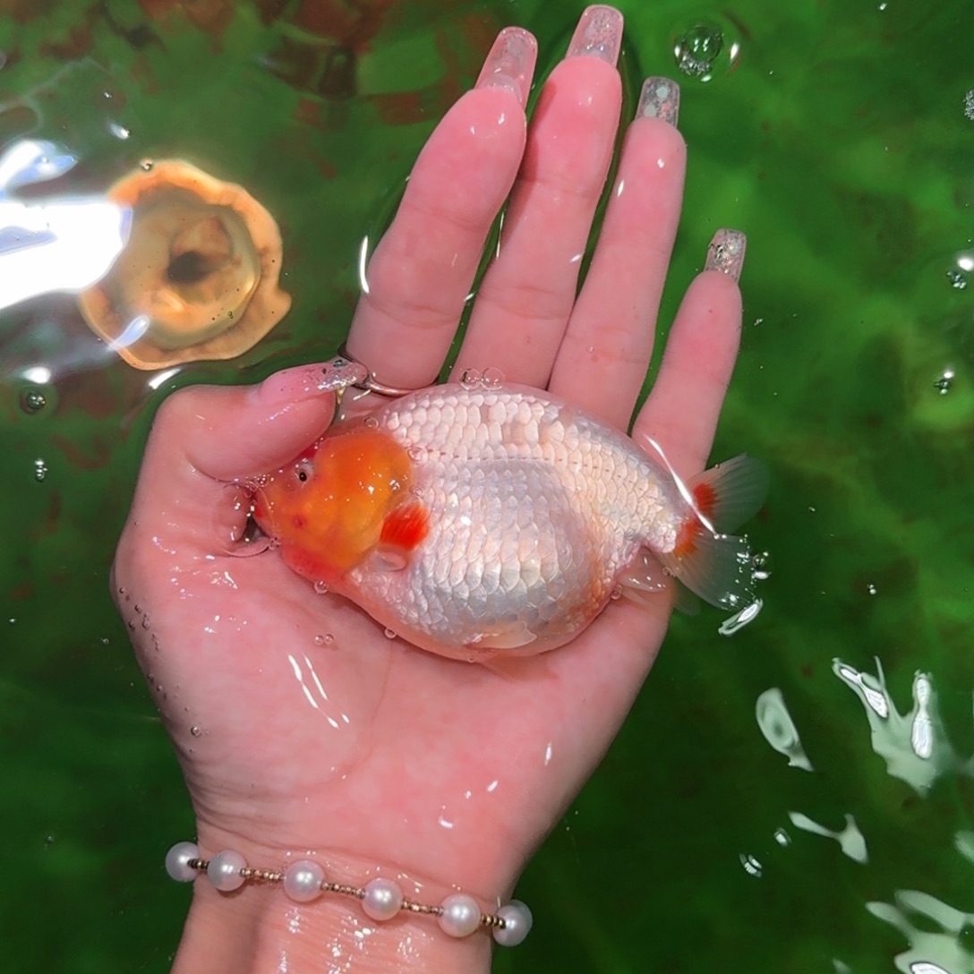 金鱼兰寿兰寿亚成兰寿