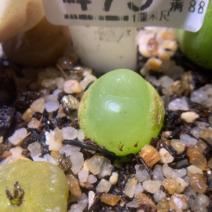 精品生石花213.475