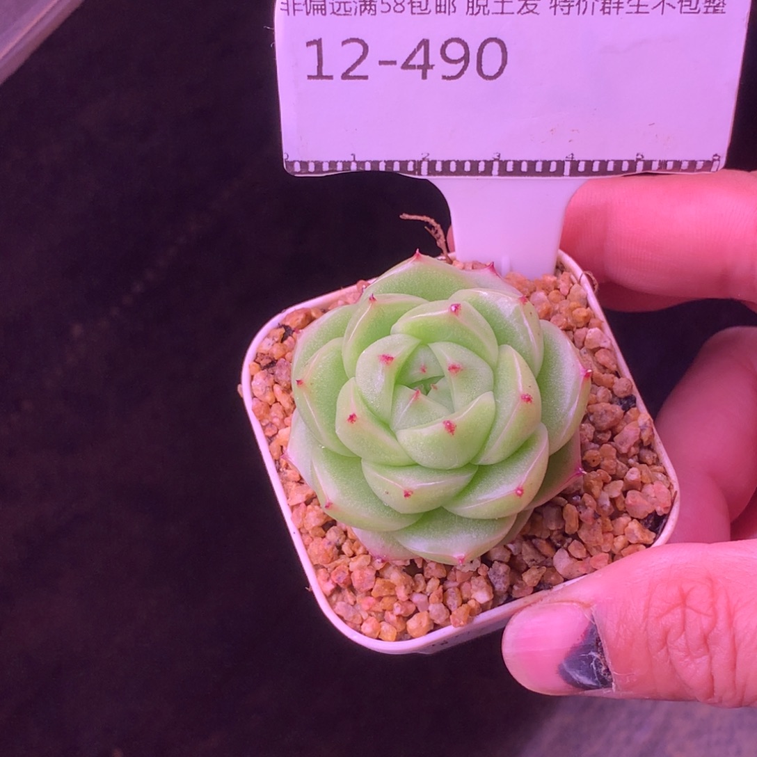 编号青柠麦秆58包邮