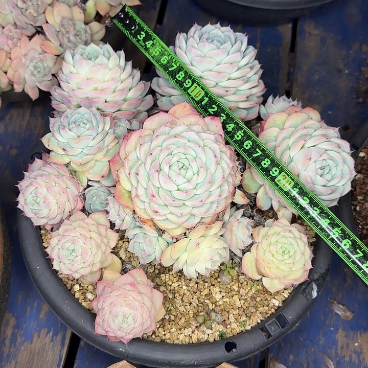 粉水晶198 多肉植物一物一拍