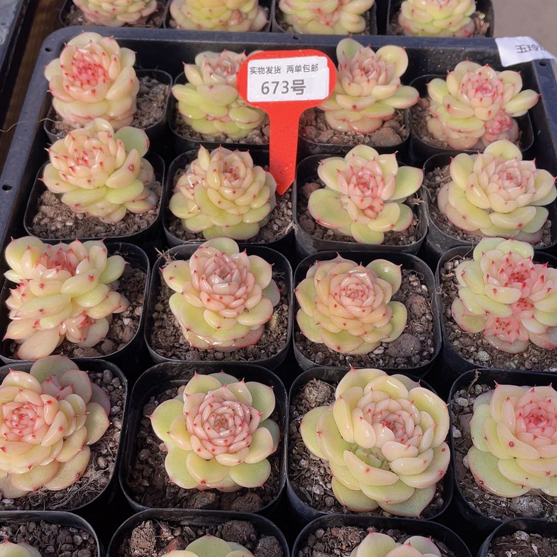 673号 新品玉玲珑一个