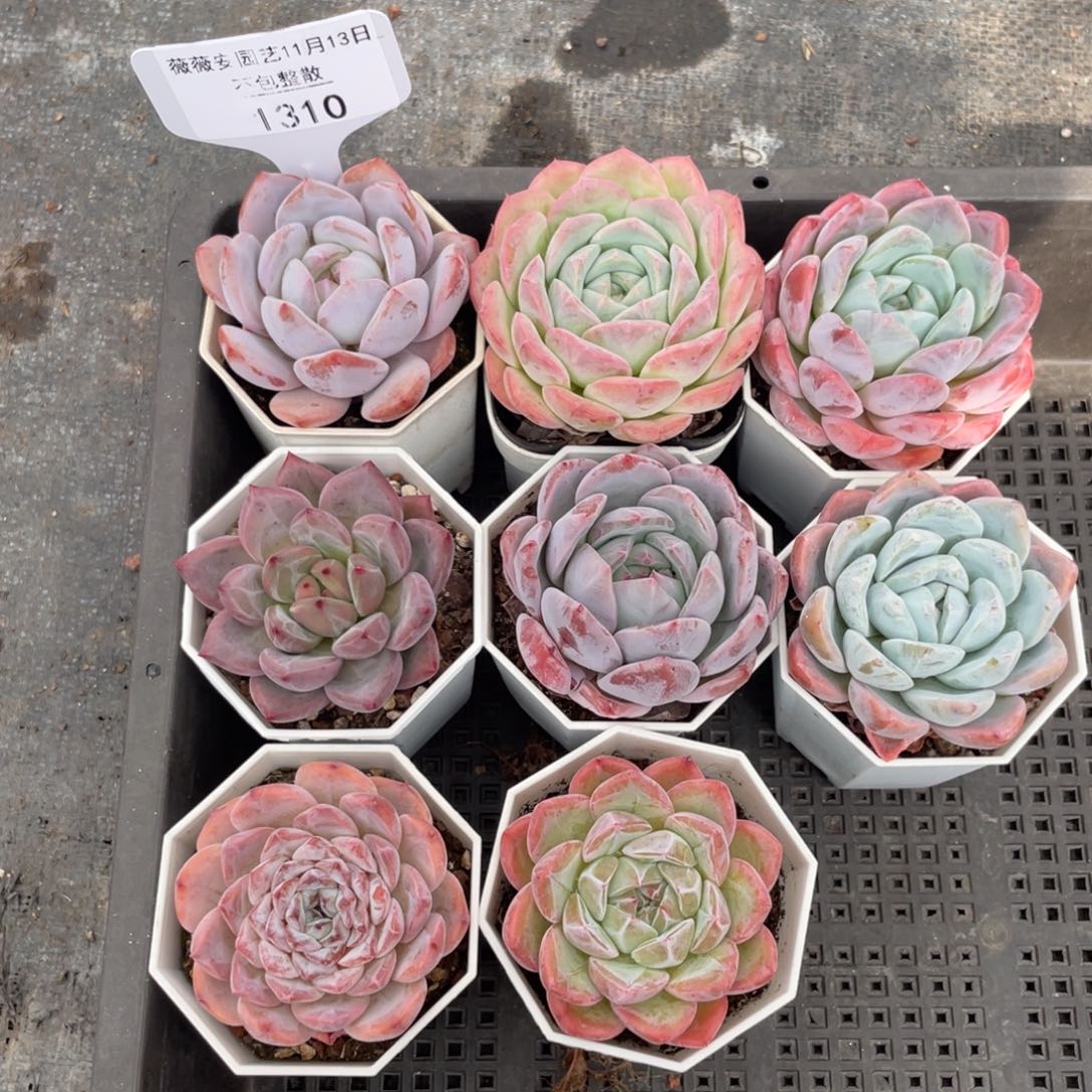 不包整散 盆子不售后1310