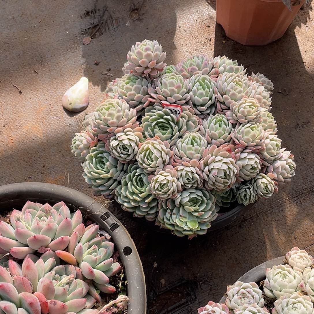 732冰玫一物一拍多肉