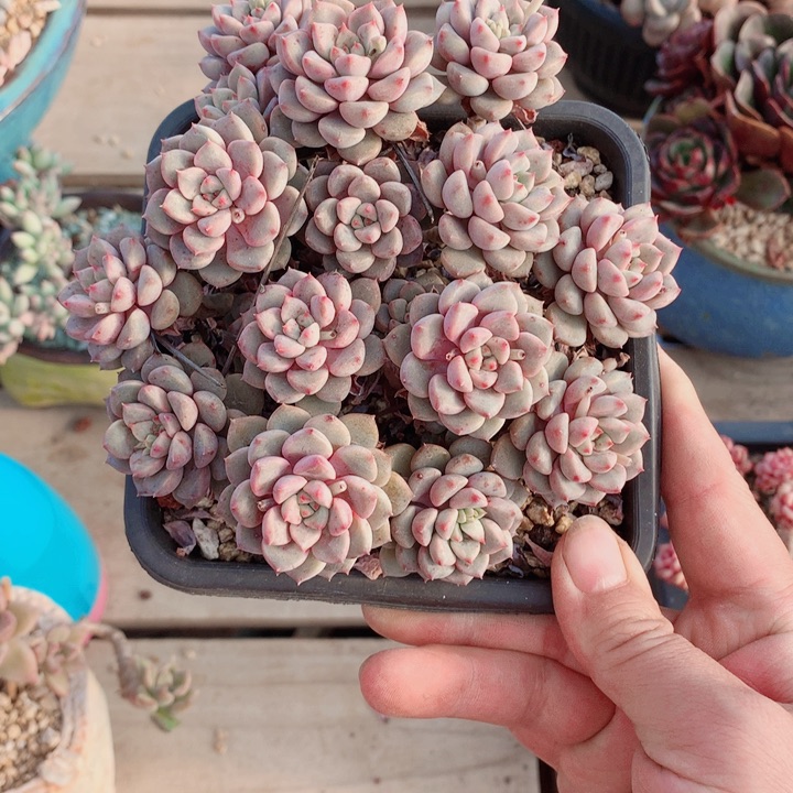 一*钱一物一拍直播间满28包邮