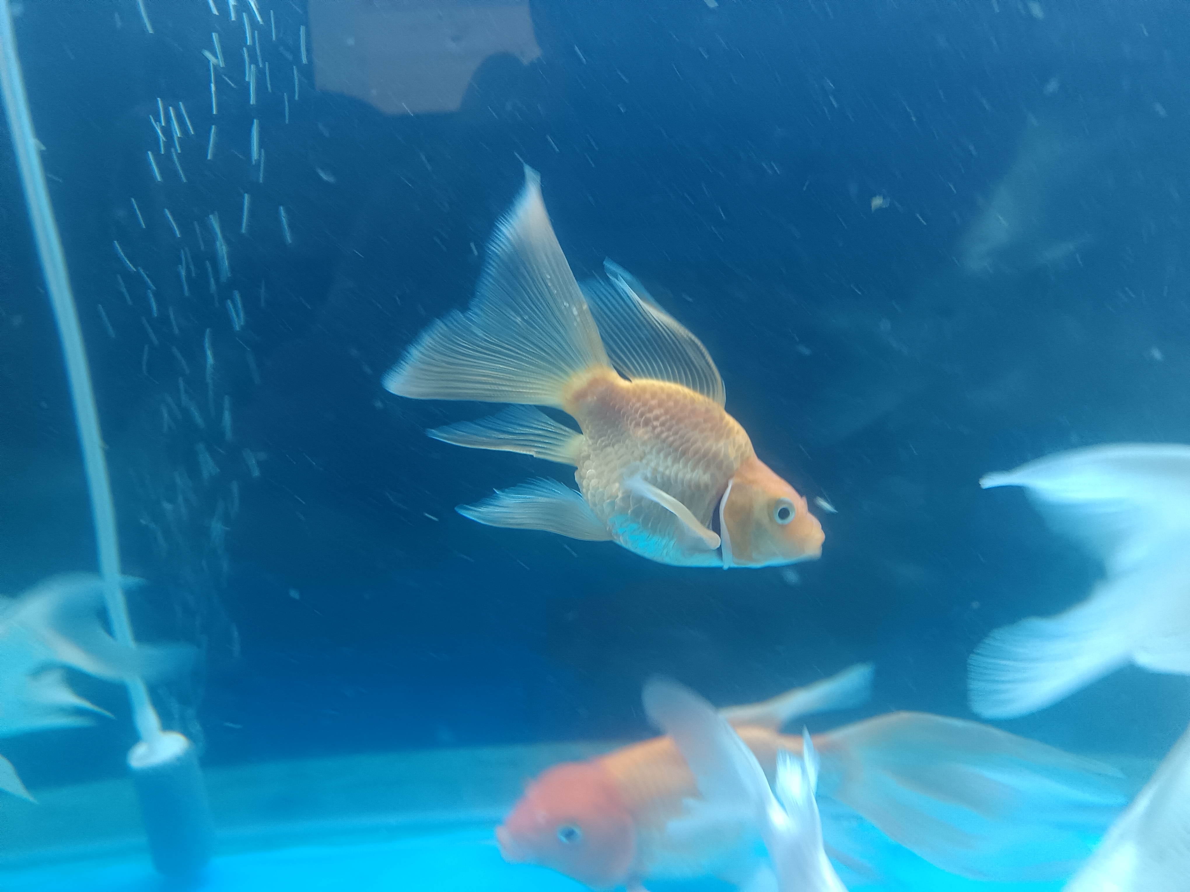 红色蝴蝶鲤11-13公分 广温鱼 好养耐活