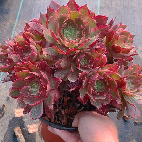 736粉海王多肉植物