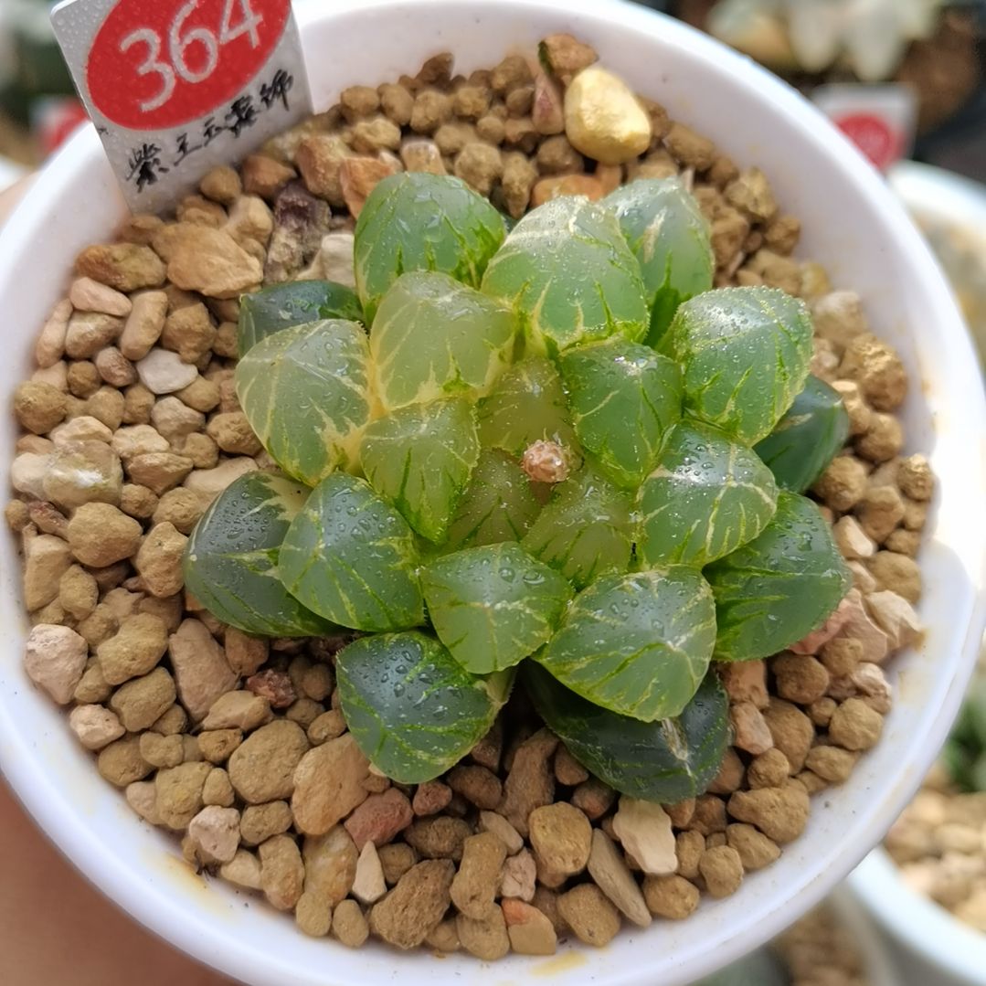 364号紫王玉露锦一物一拍带盆土发货