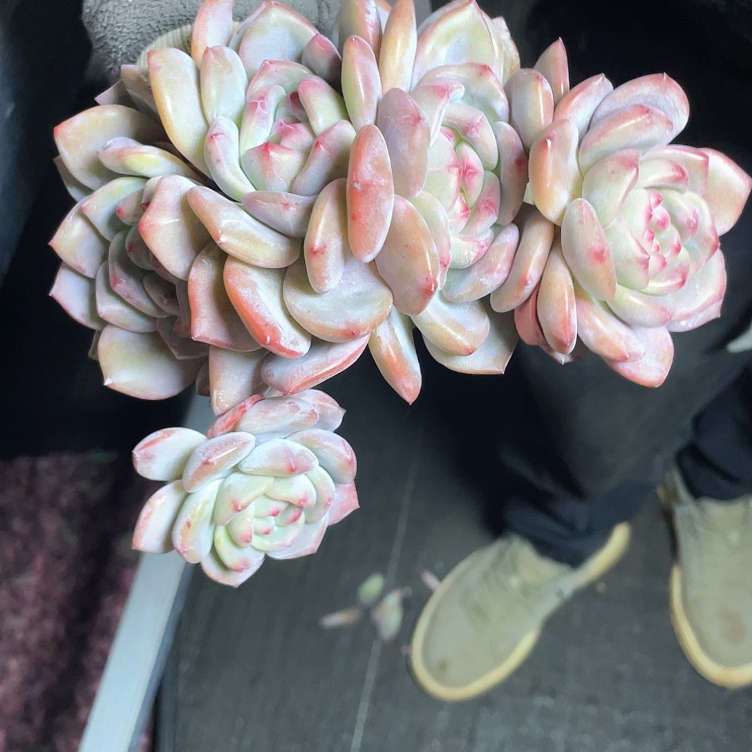 星影5头多头多肉