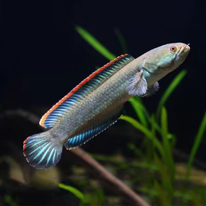 【小熙】 直播间彩红宝石雷龙