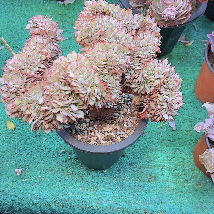 罗*蓝月光女神缀化88。     