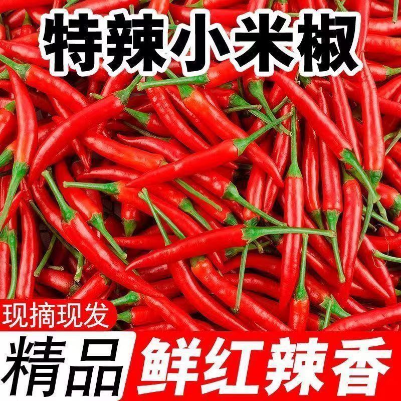 云南新鲜特辣小米辣现摘现发朝天椒