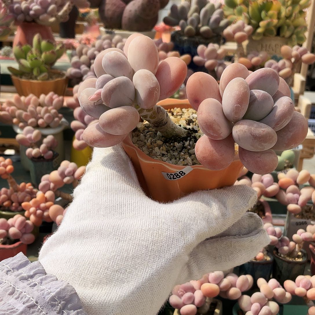 森**块多肉植物的生长发育