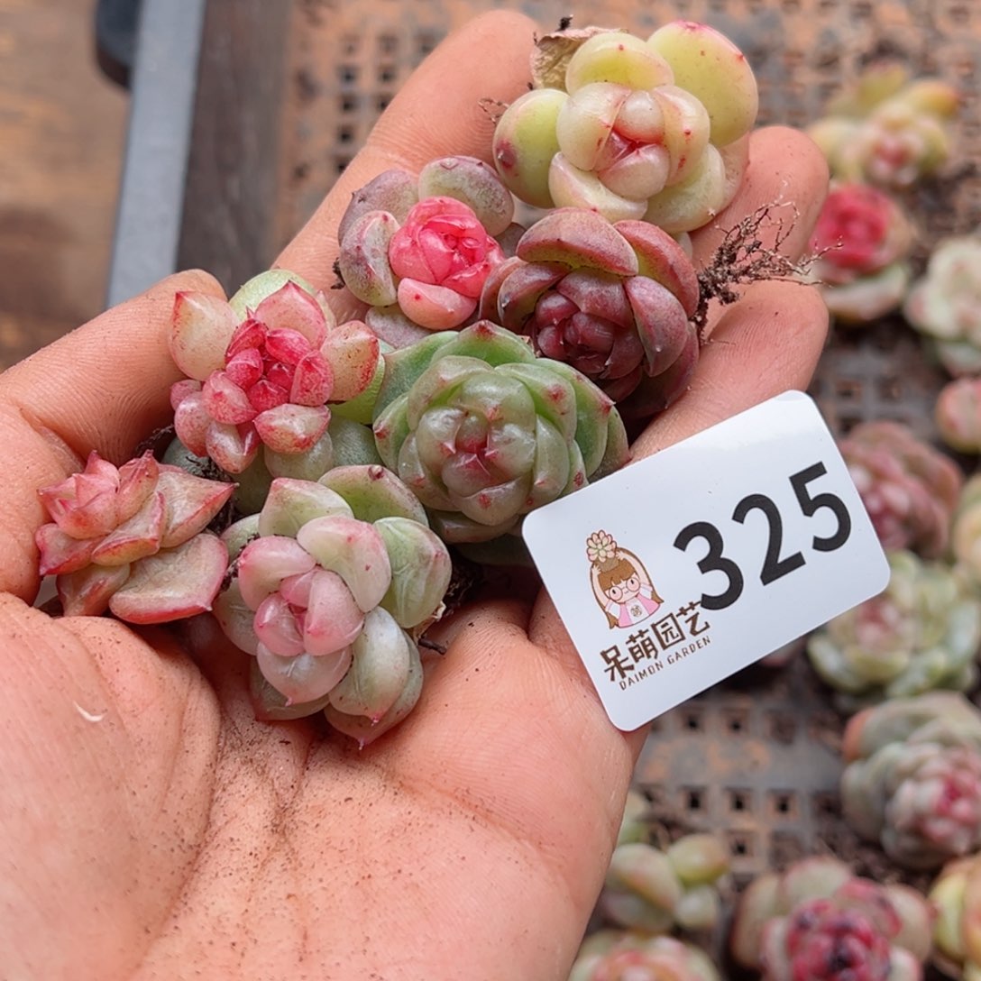 小*卜多肉植物多肉植物