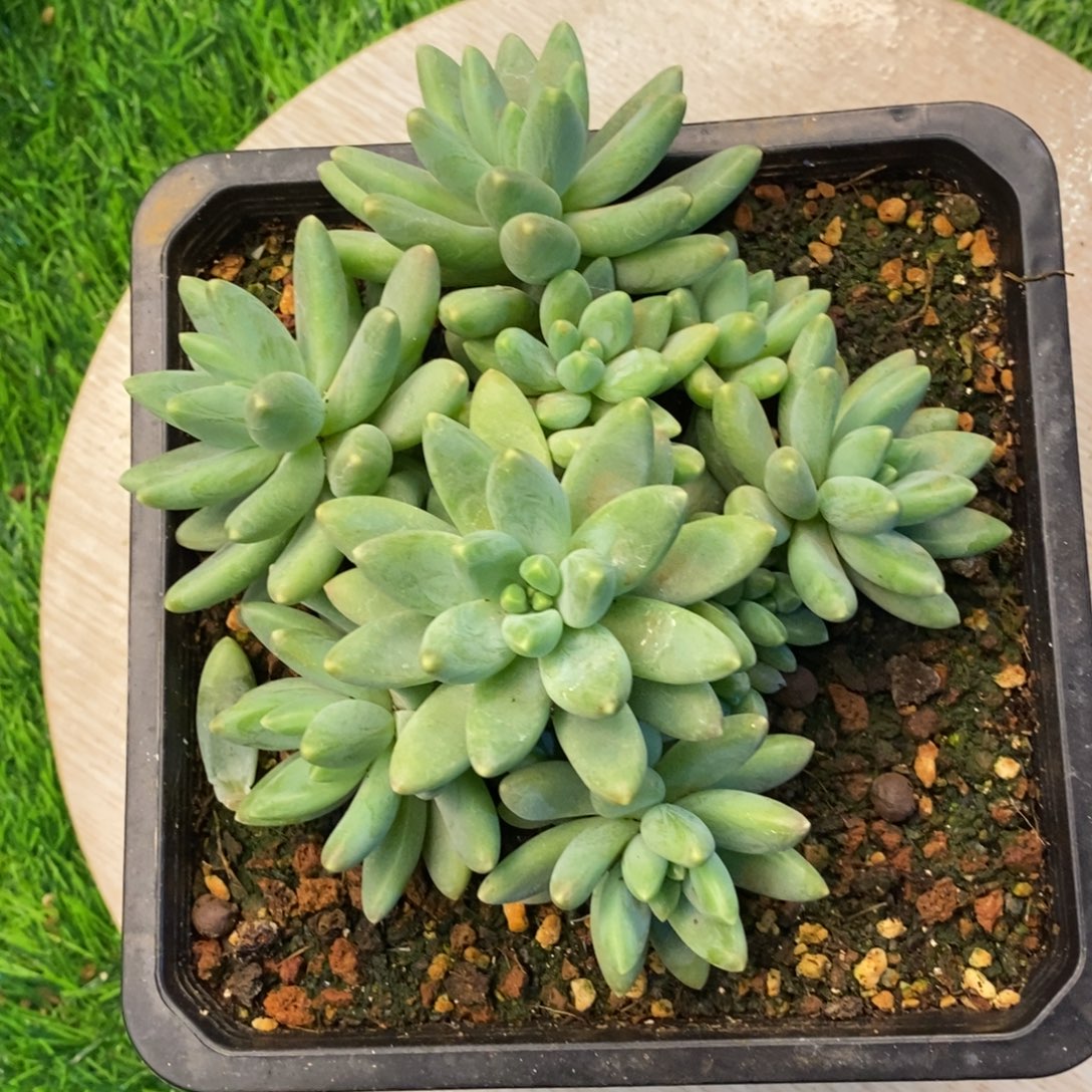 阿迪迪体多肉植物