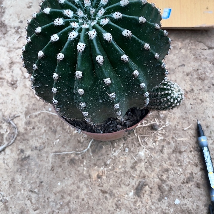 梨实生彩草一颗满18包邮