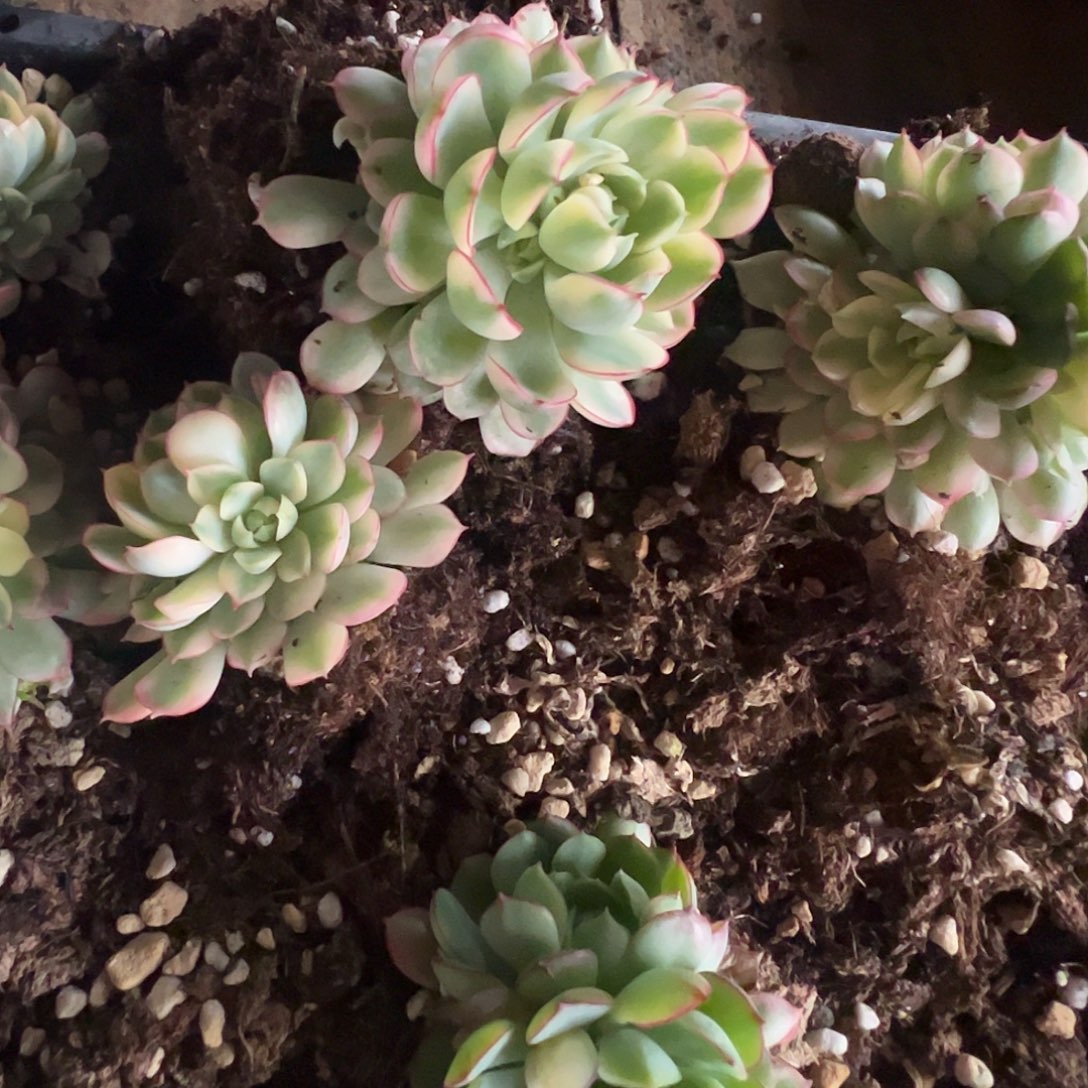 姬***君多肉植物多肉植物