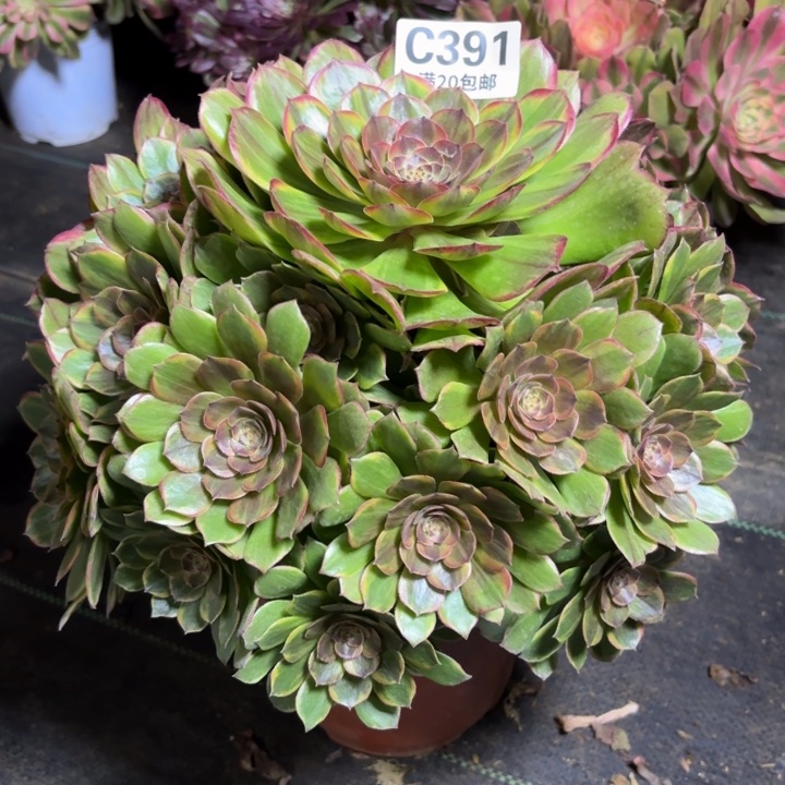 瑞妈一物一拍391