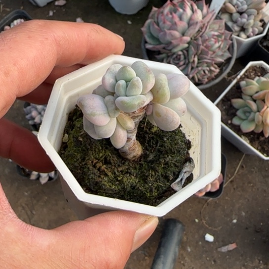 ୧***头261奥普琳娜锦多肉植物多