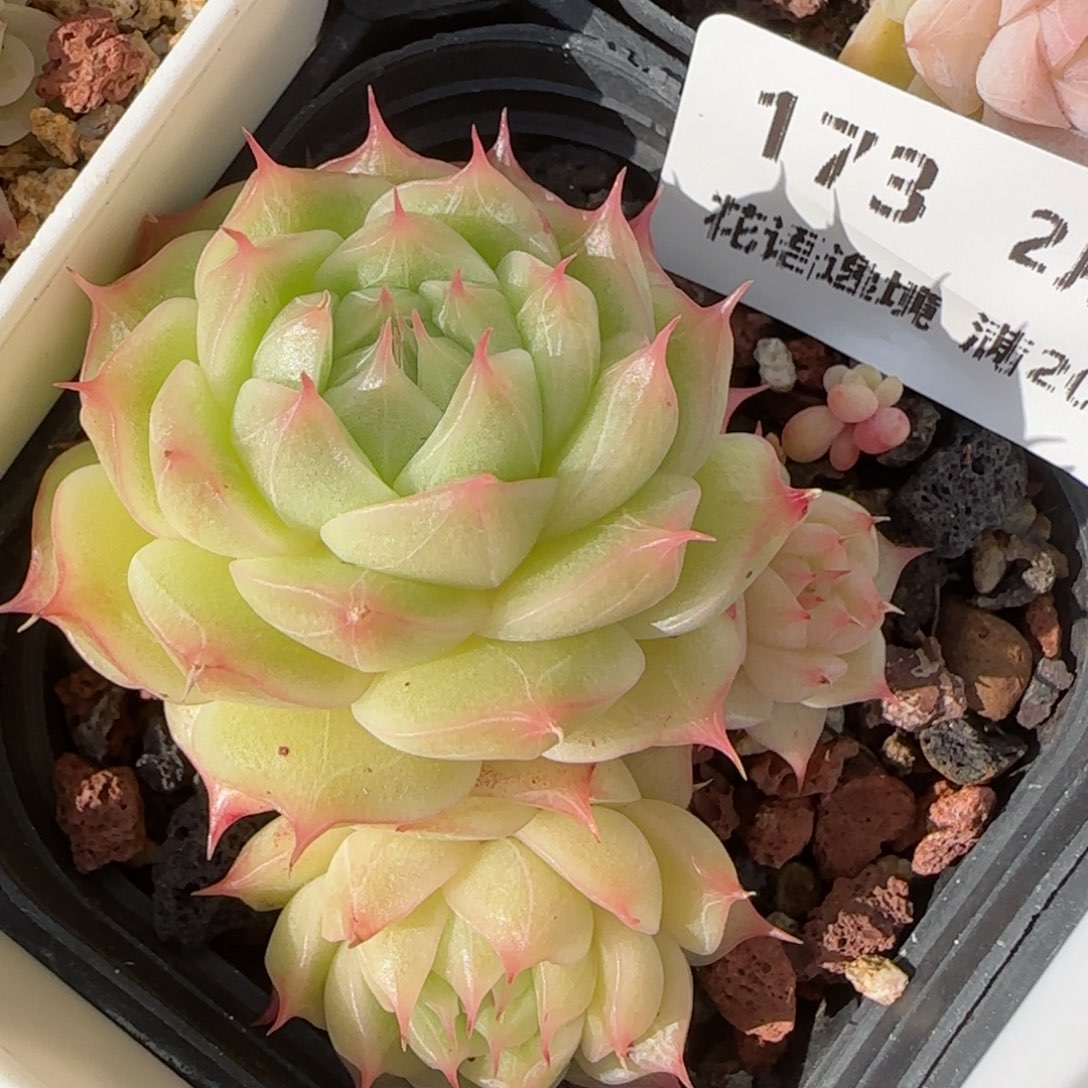 花语逸境0213-173散