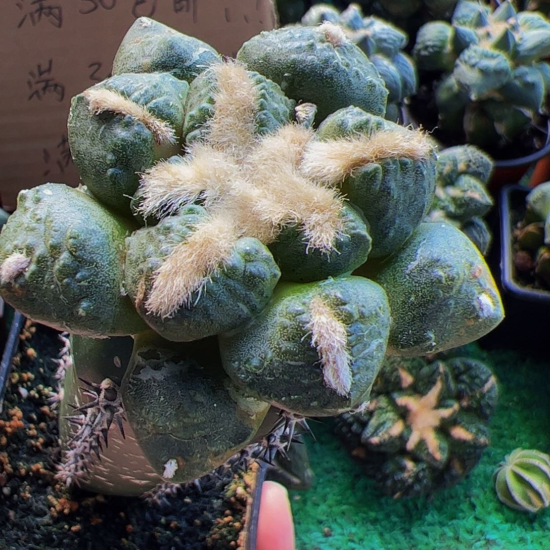 无花朵连山牡丹210