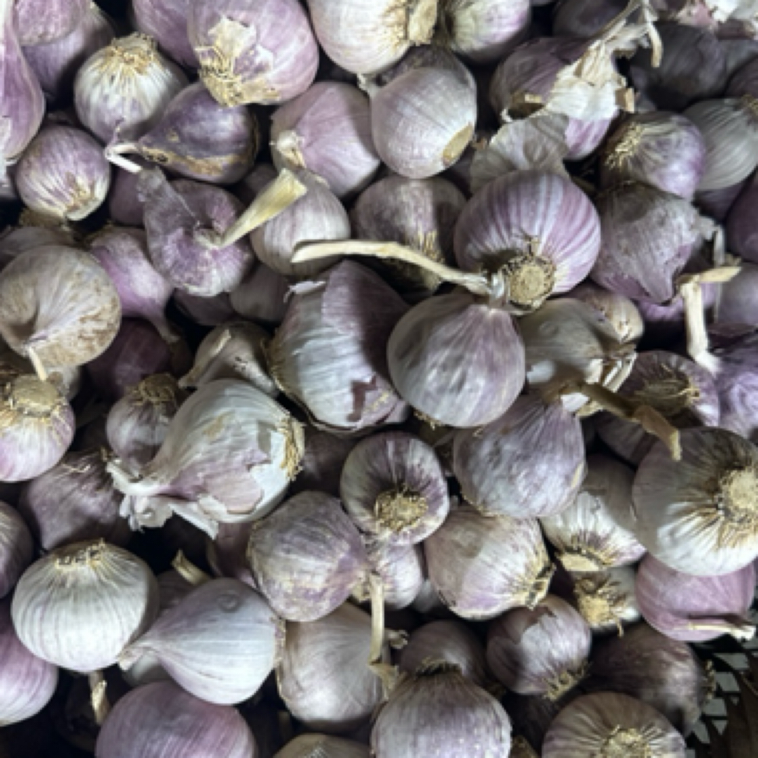 农家独头蒜露天种植紫皮独头蒜