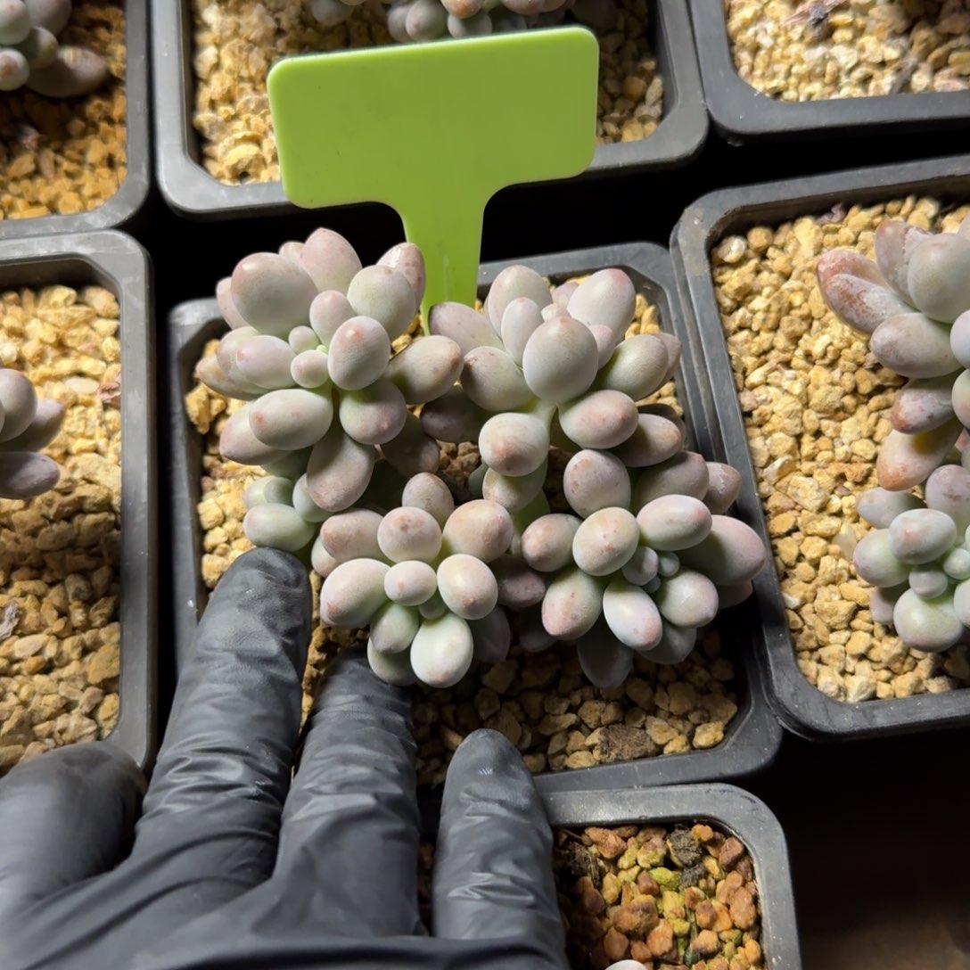 桃花奶1111111111111111