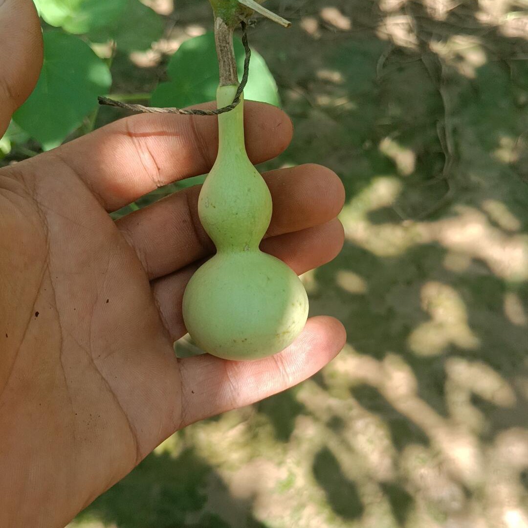 自家种植天然手捻小美葫芦 一图一价