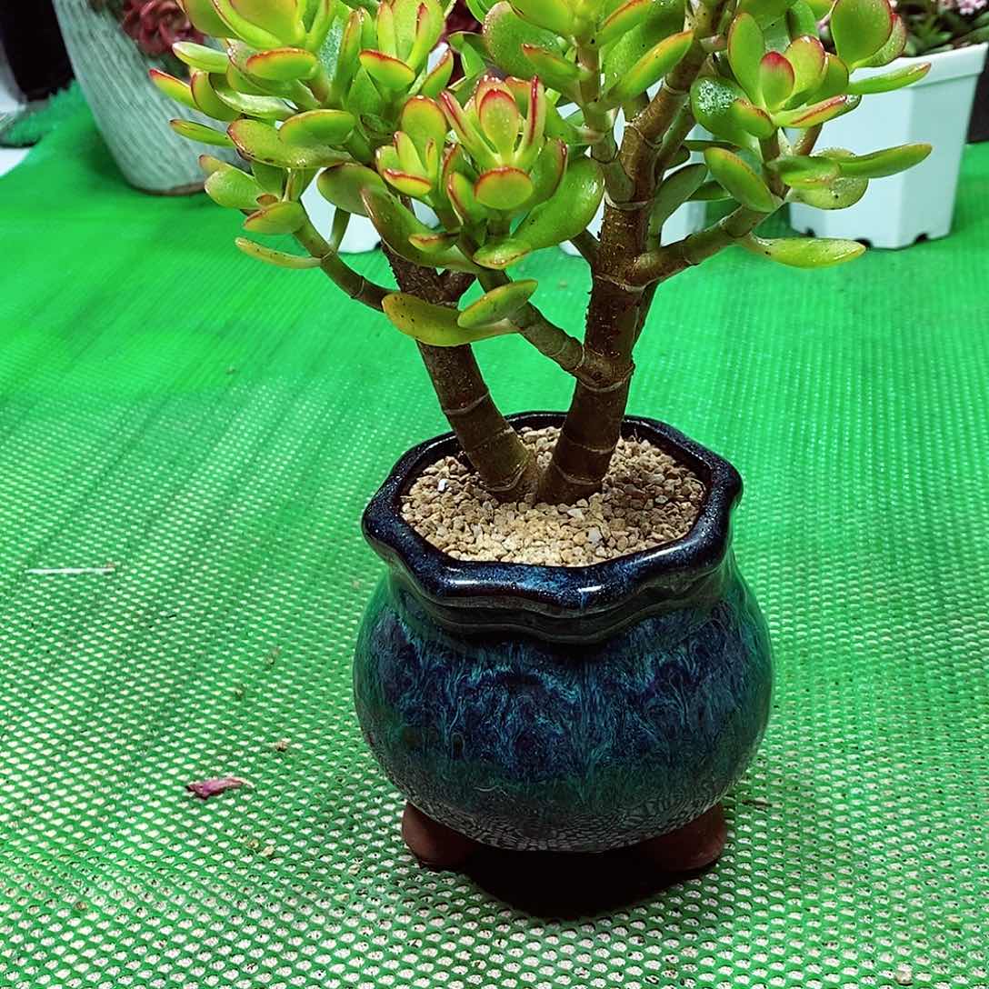 姬红花月 多肉植物