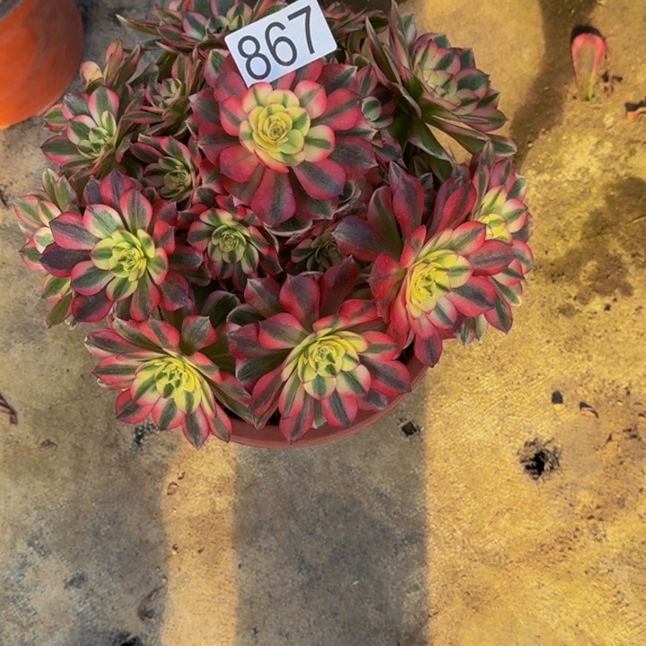 岑***海00000000867荔枝多肉植物