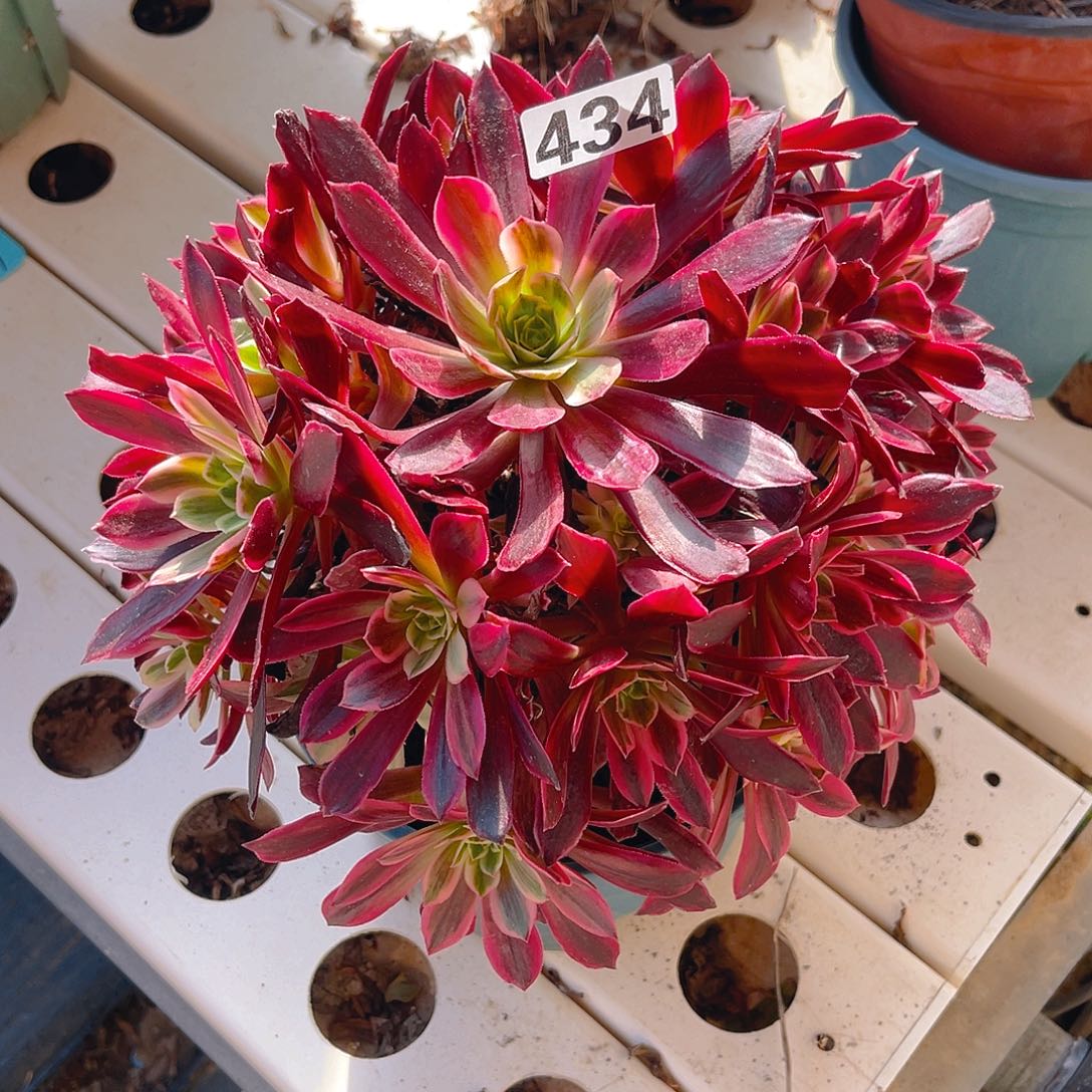 法师法师7–39包邮法师