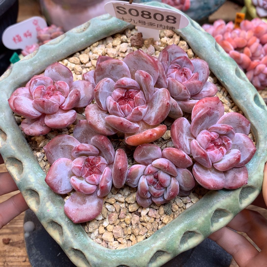 S0808 星影一头一桩 有砍 14cm