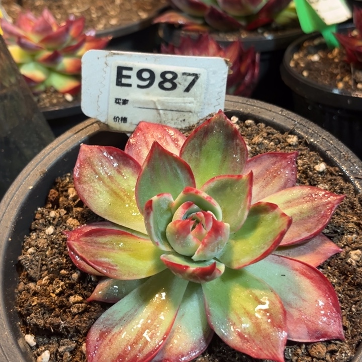 惊鸿一物一拍包装收缩花旱987