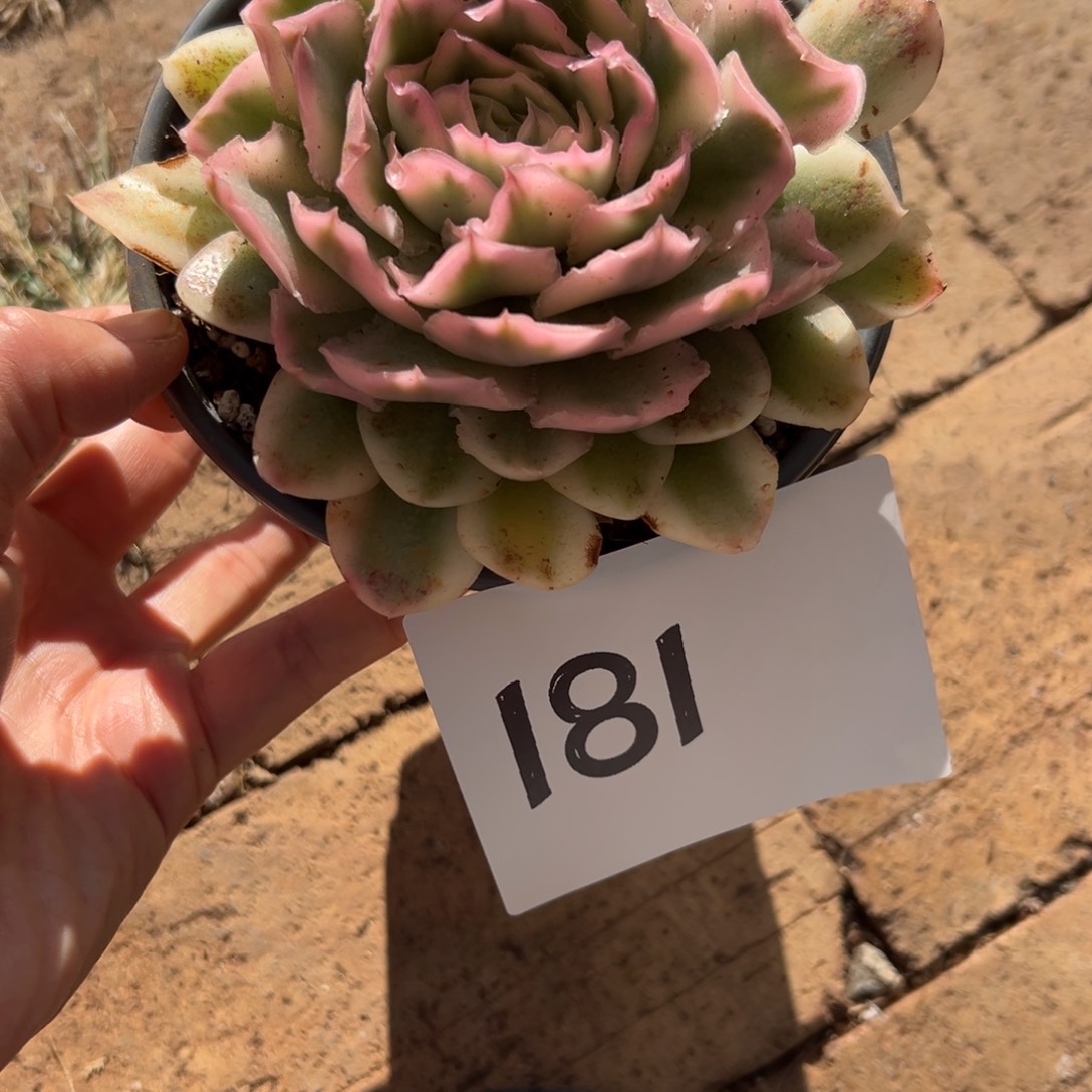 红****181、或者很喜欢唇红齿白成绩