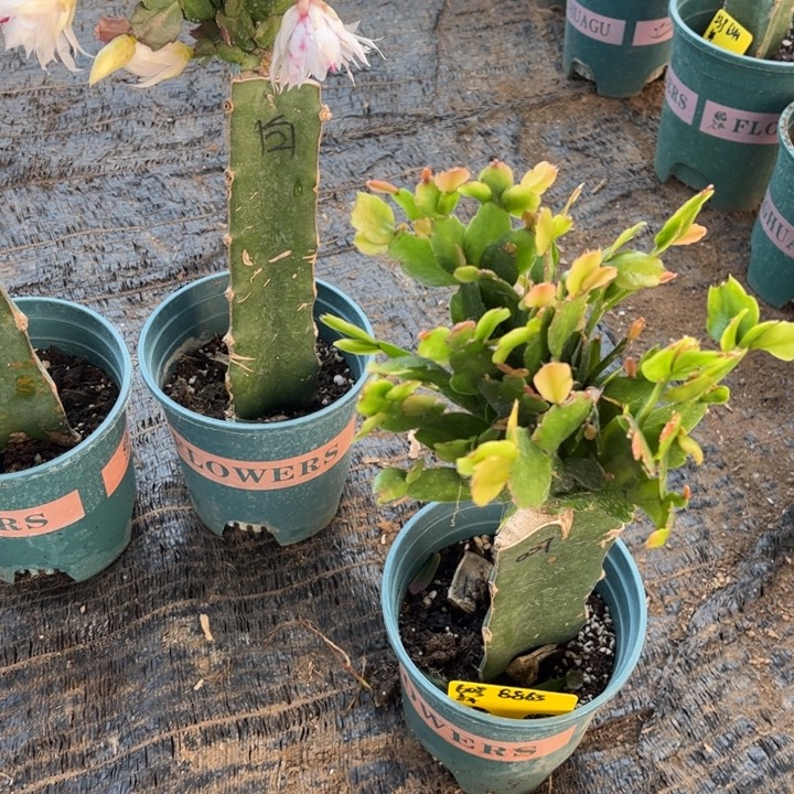 蓝****61号白色重瓣，白重