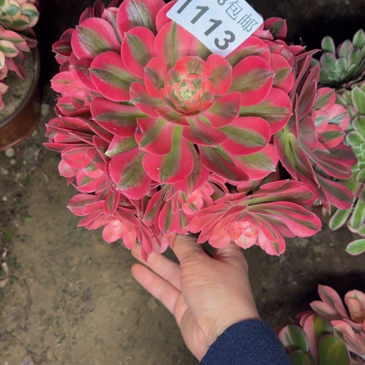 1113女巫多肉植物