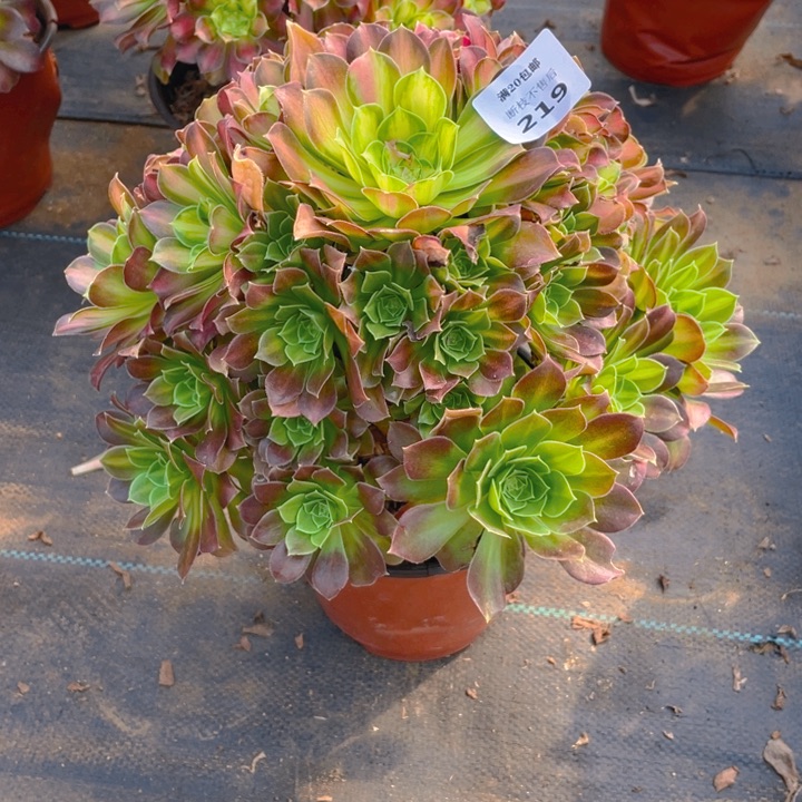 用****1219阴阳法师多肉断枝不售后