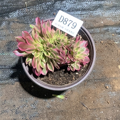 879女巫缀化多肉