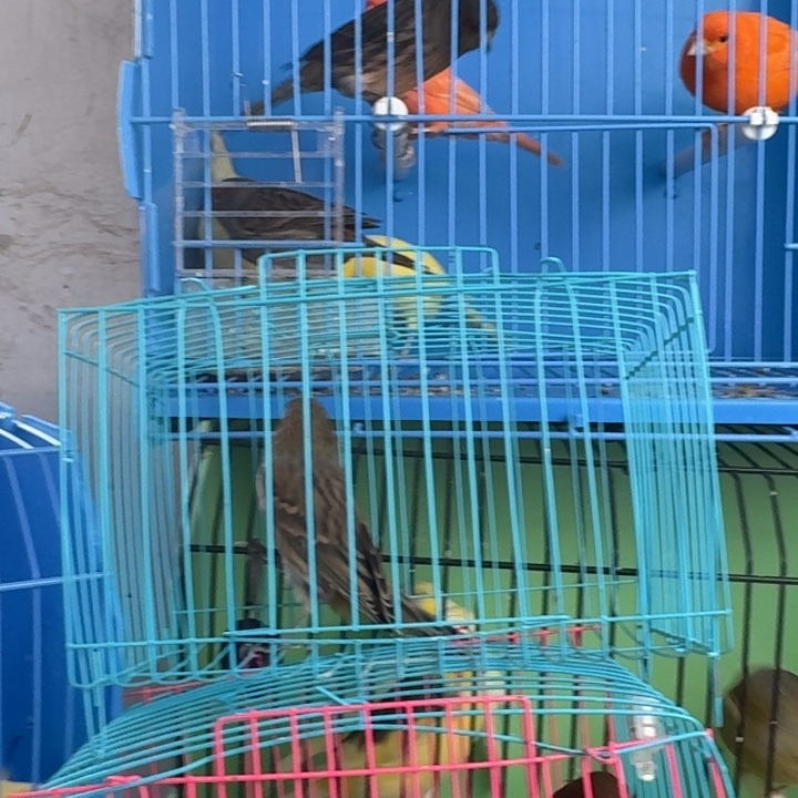 浩***空文鸟桂皮公一只，下午发