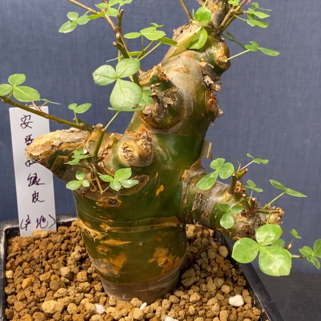 安哥拉绿皮没药产地