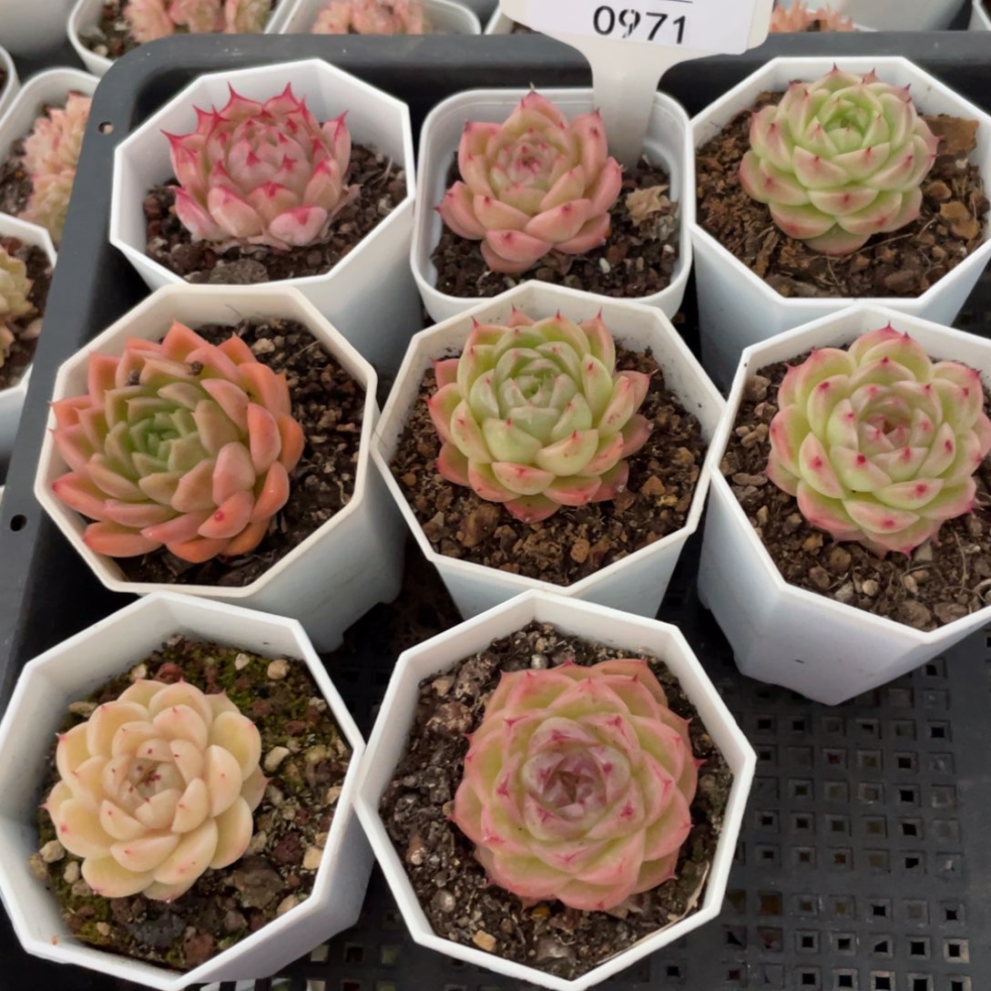 不包整散 盆子不售后0971