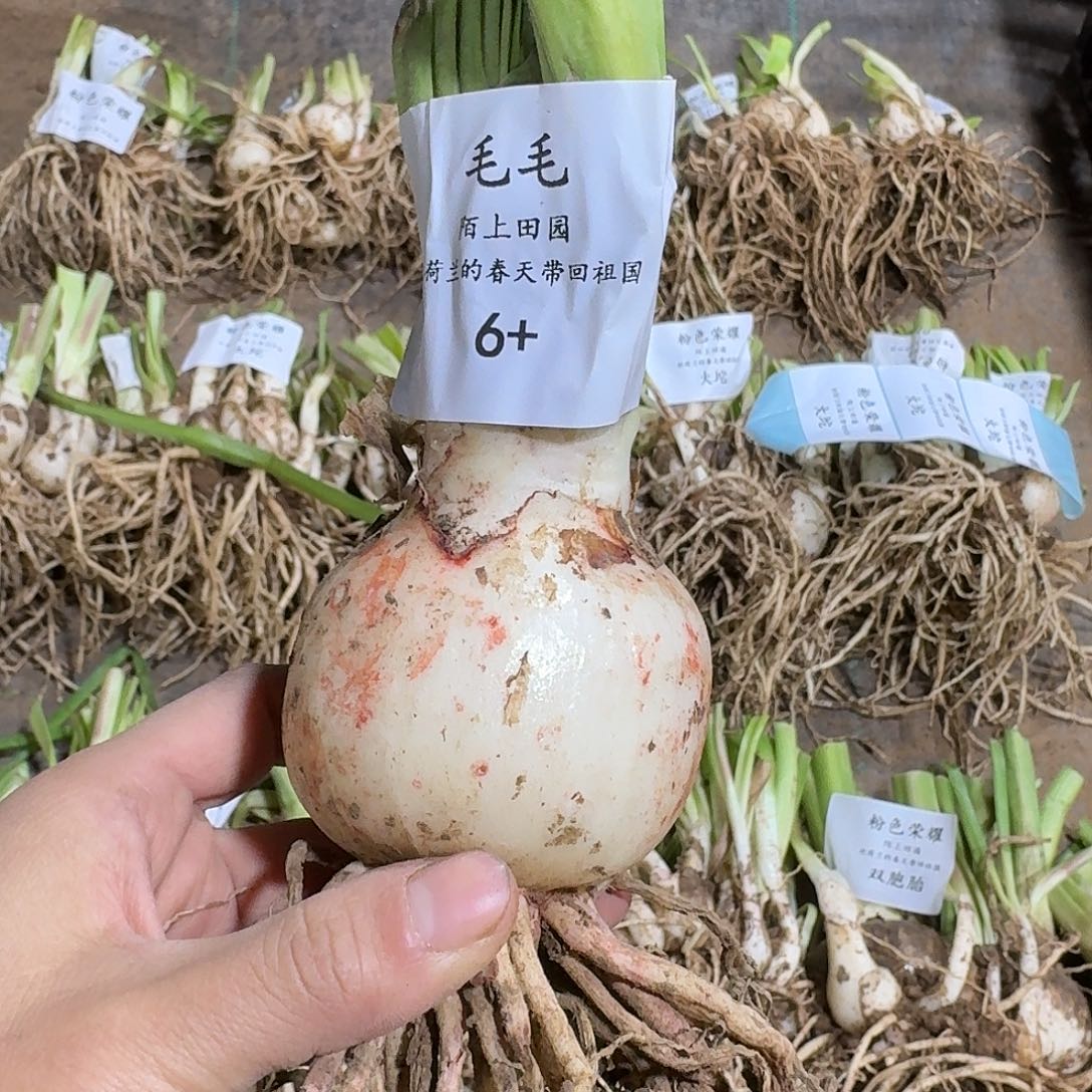 毛毛6+开花球裸球发
