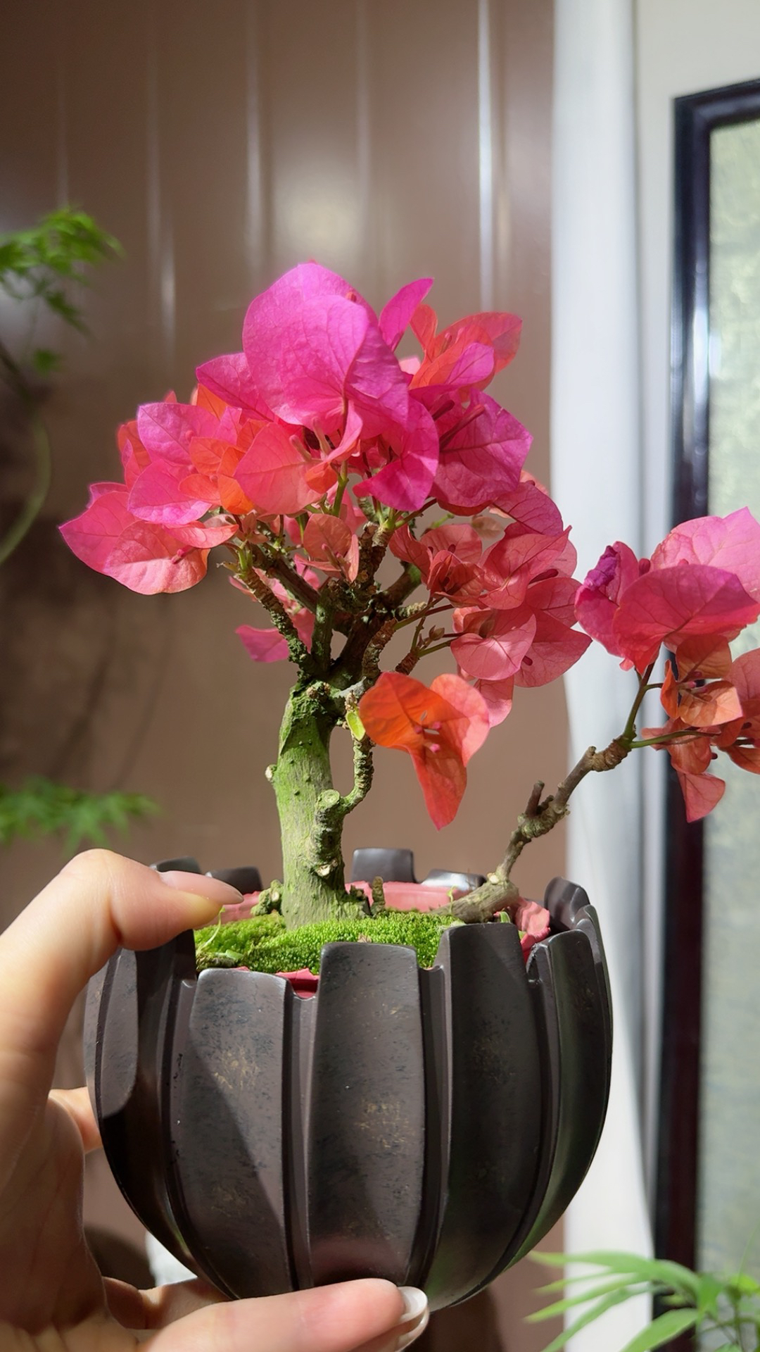 三角梅 老桩 精品 一物一拍