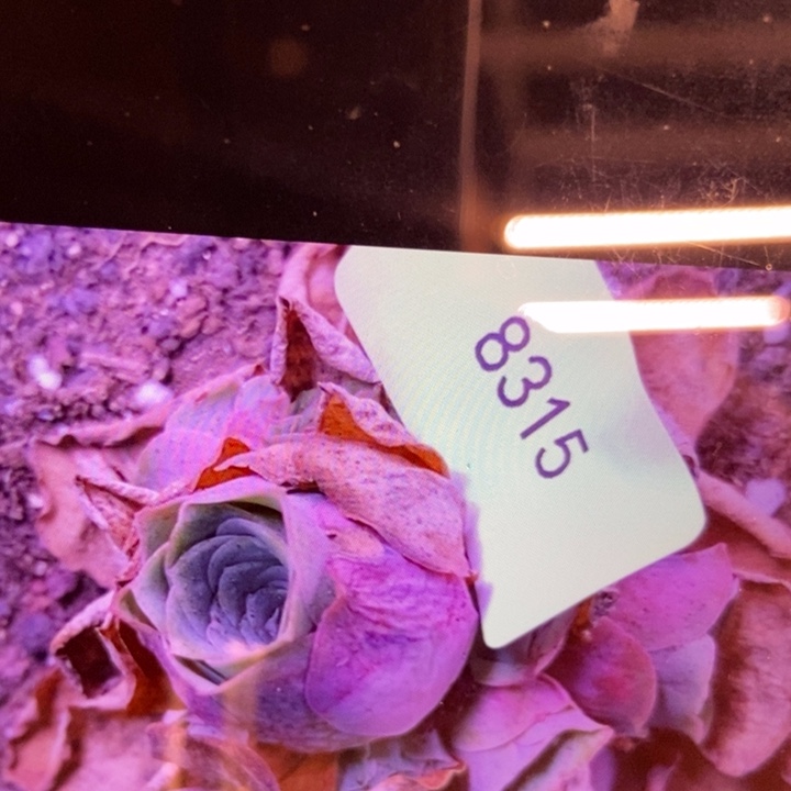 好***连8315山地玫瑰花群