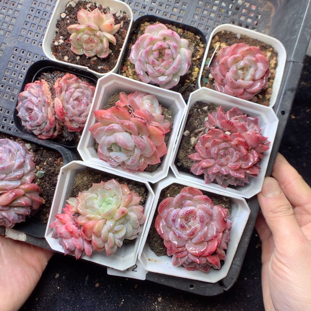 无花朵R172。yyyyyyyy