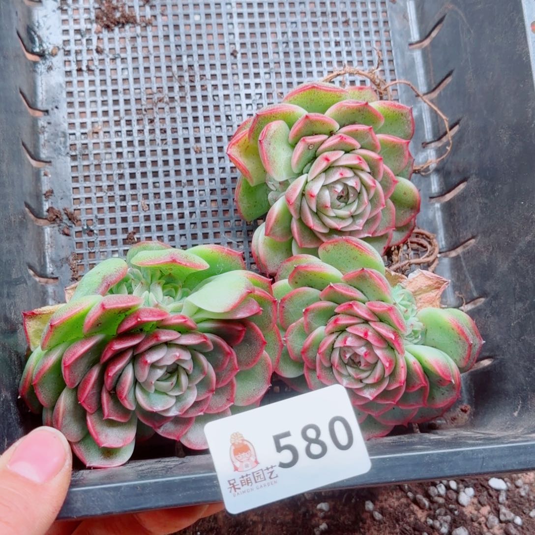 猎***豹多肉植物多肉植物