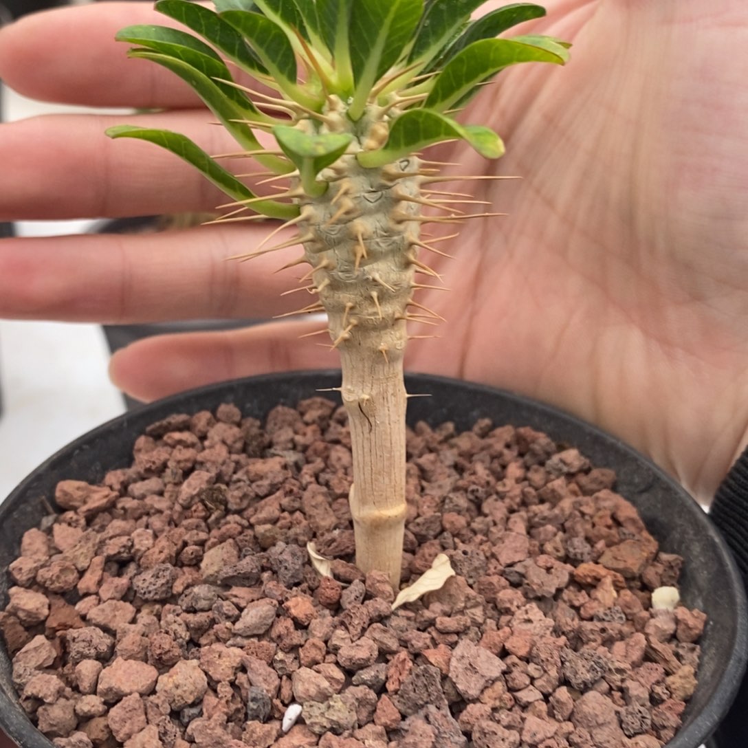 鬼切阁实生小苗带盆