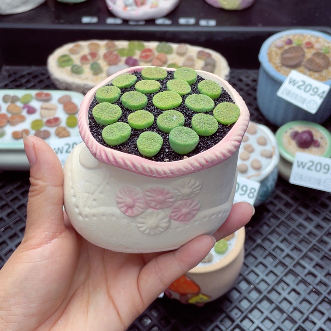 w2101 带盆土发货一物一拍