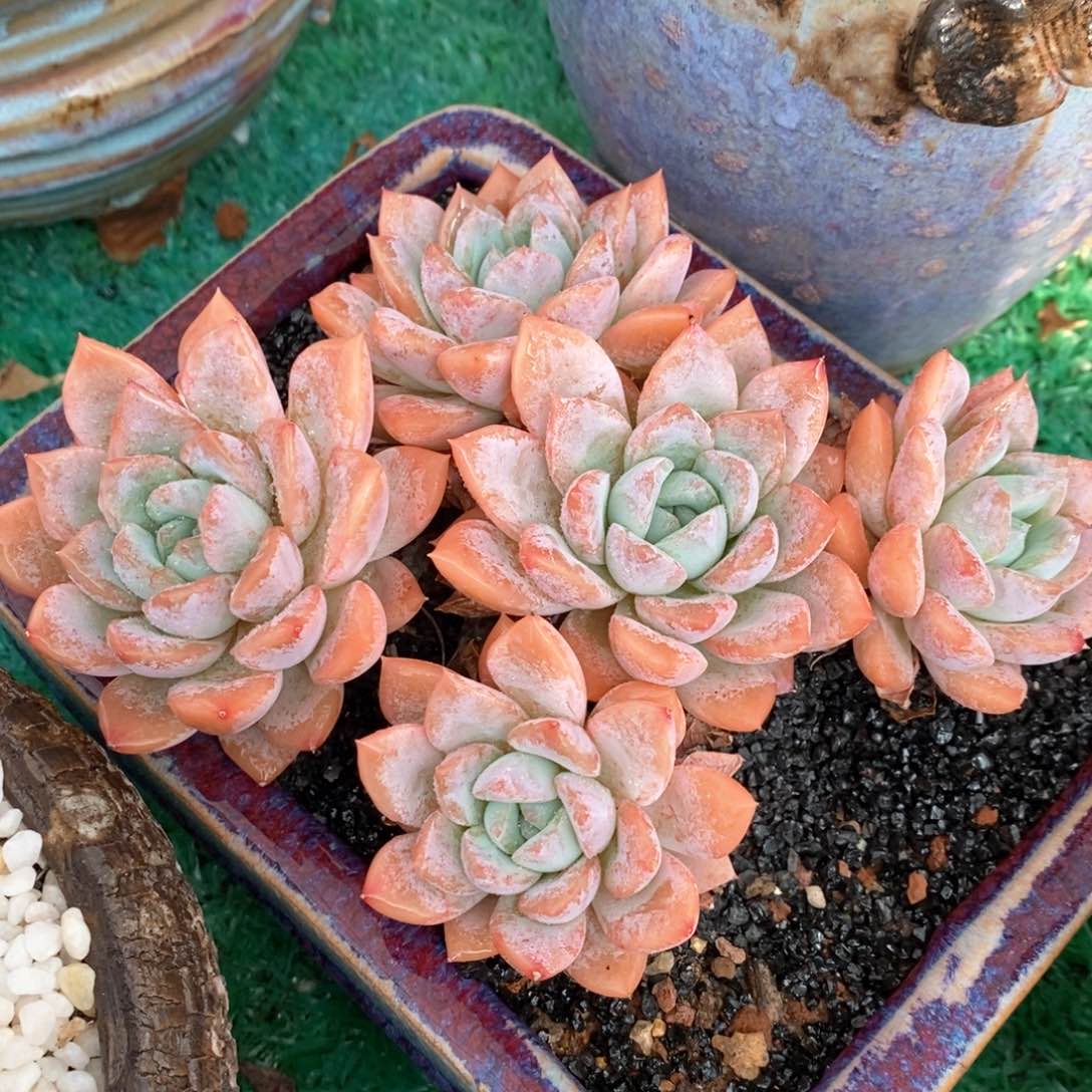 奶昔冬云多肉植物盆栽