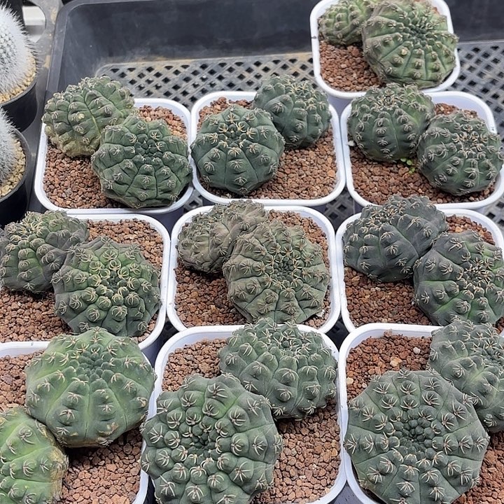 白瓷瑞昌玉双头高脚杯随机一盆